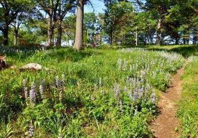 Lupines. Photo: Karen Yukich