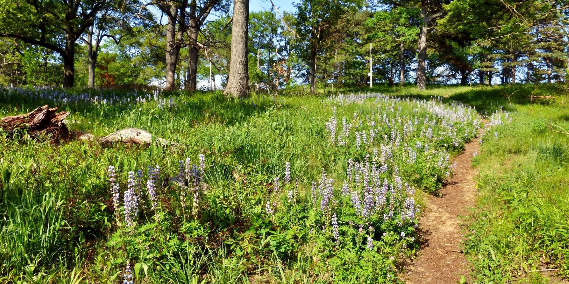 Lupines. Photo: Karen Yukich