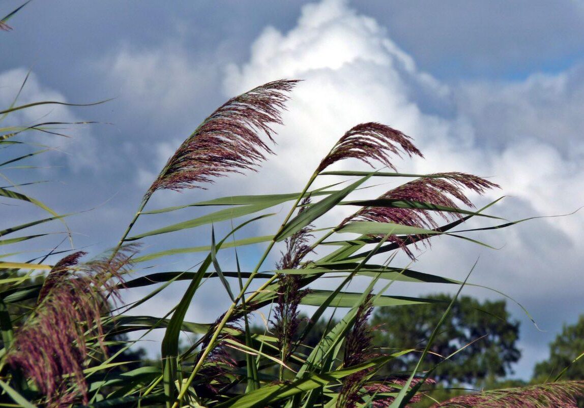 Phragmites. Photo: Karen Yukich