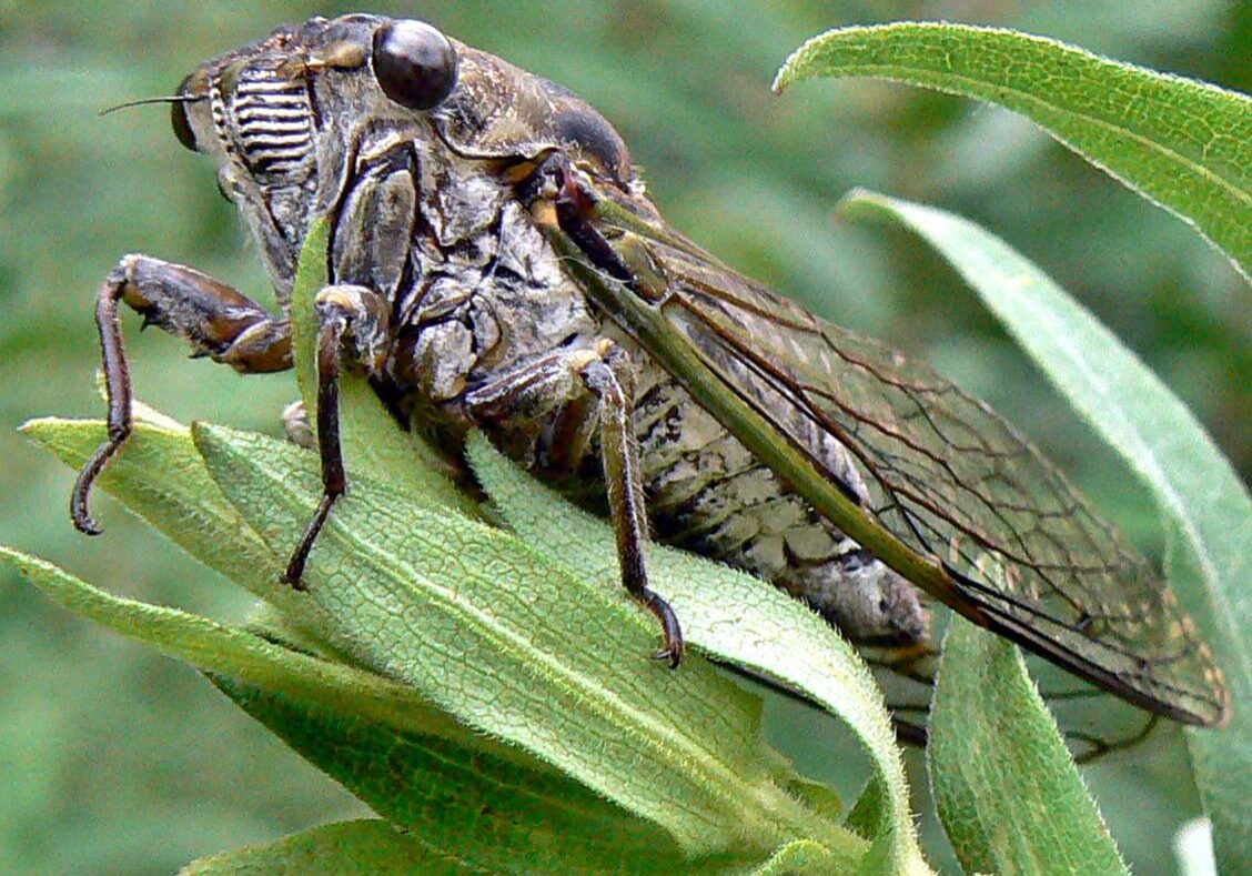 Cicada. Photo: Karen Yukich
