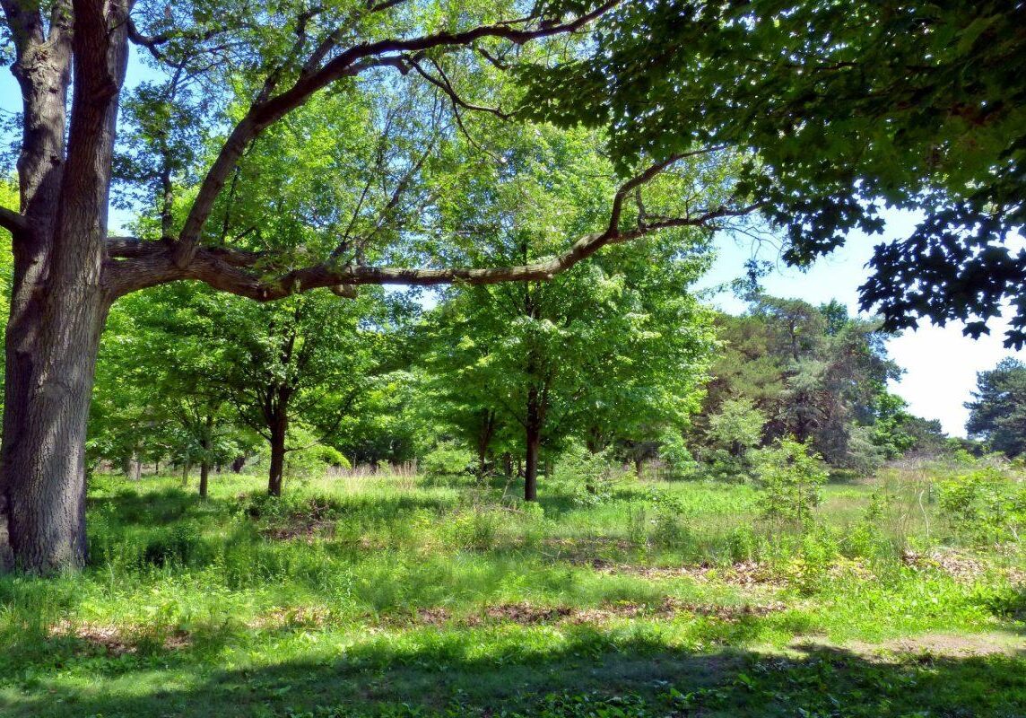 Oak Savannah. Photo: Karen Yukich