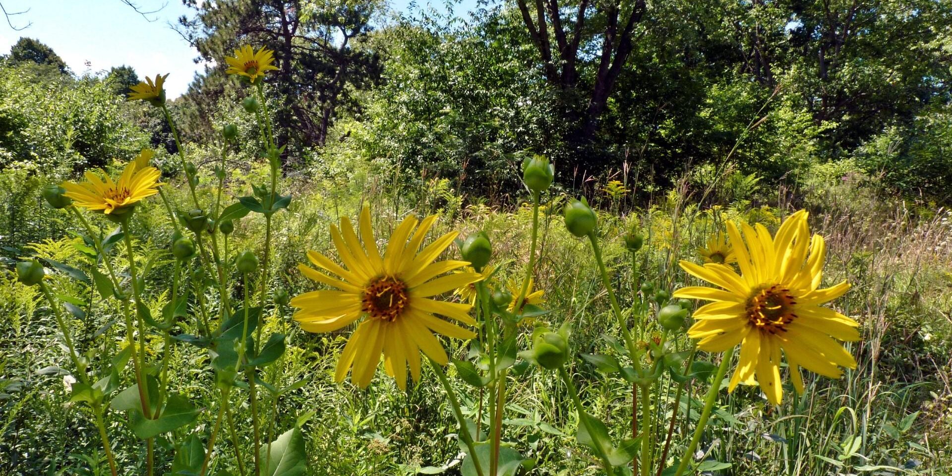 Cup Plants in Oak Savannah. Photo: Karen Yukich