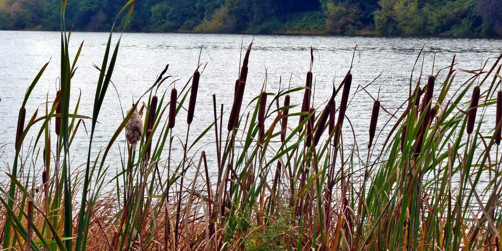 Cattails. Photo: Karen Yukich