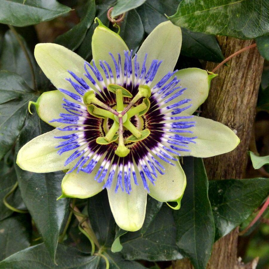 passion flower