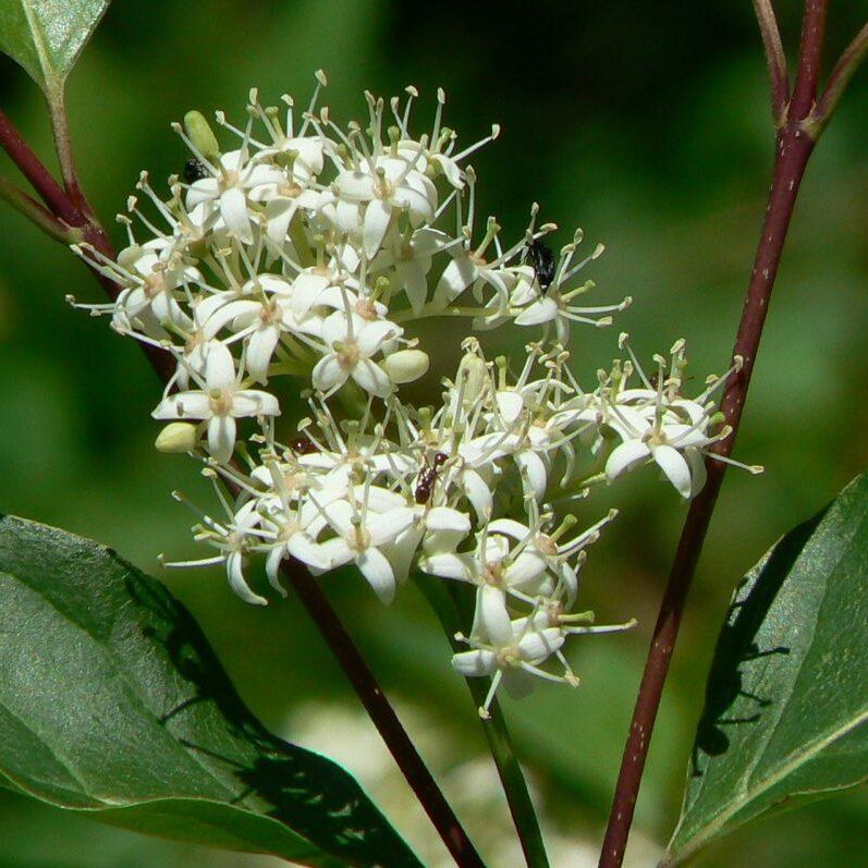 Dogwood flowers. Photo: Karen Yukich