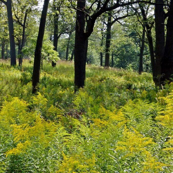 Goldenrod in savannah. Photo: Karen Yukich