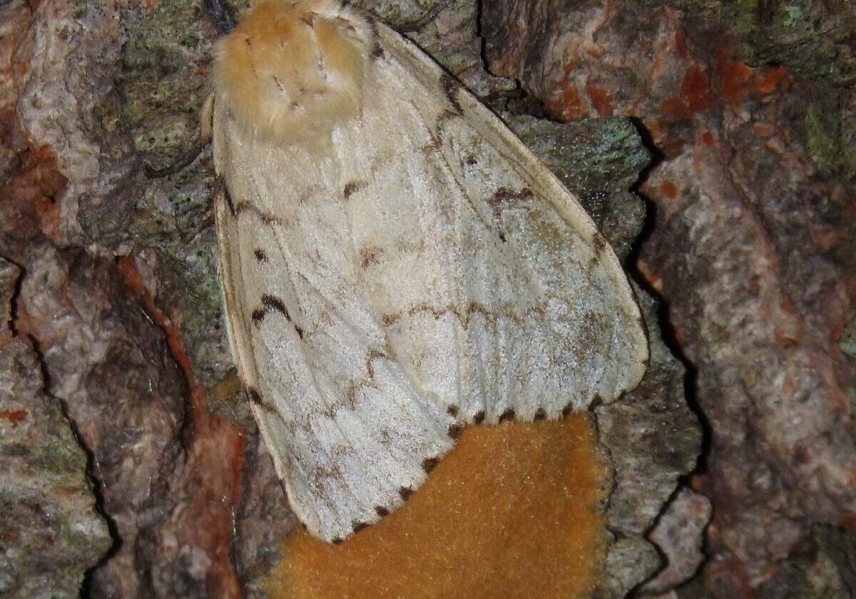 Gypsy Moth female on egg mass. Photo: Karen Yukich