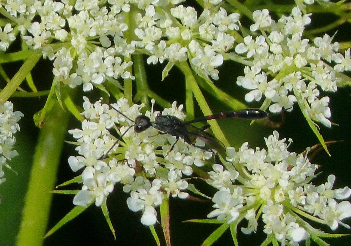 Queen Anne's lace with carrot wasp. Photo: Karen Yukich