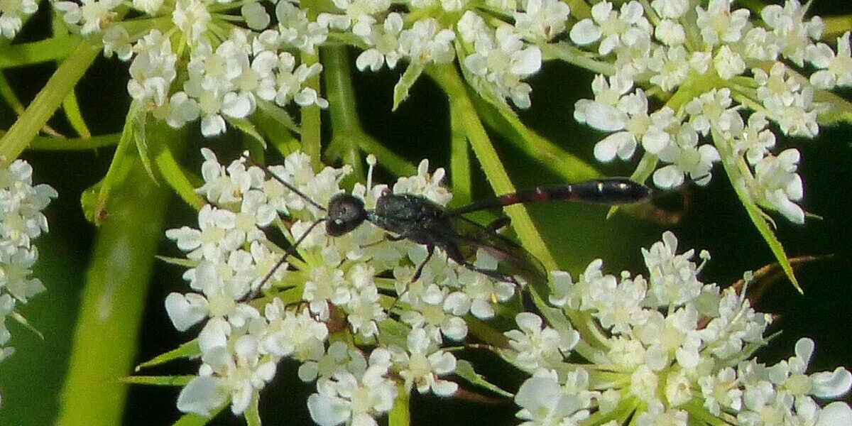 Queen Anne's lace with carrot wasp. Photo: Karen Yukich