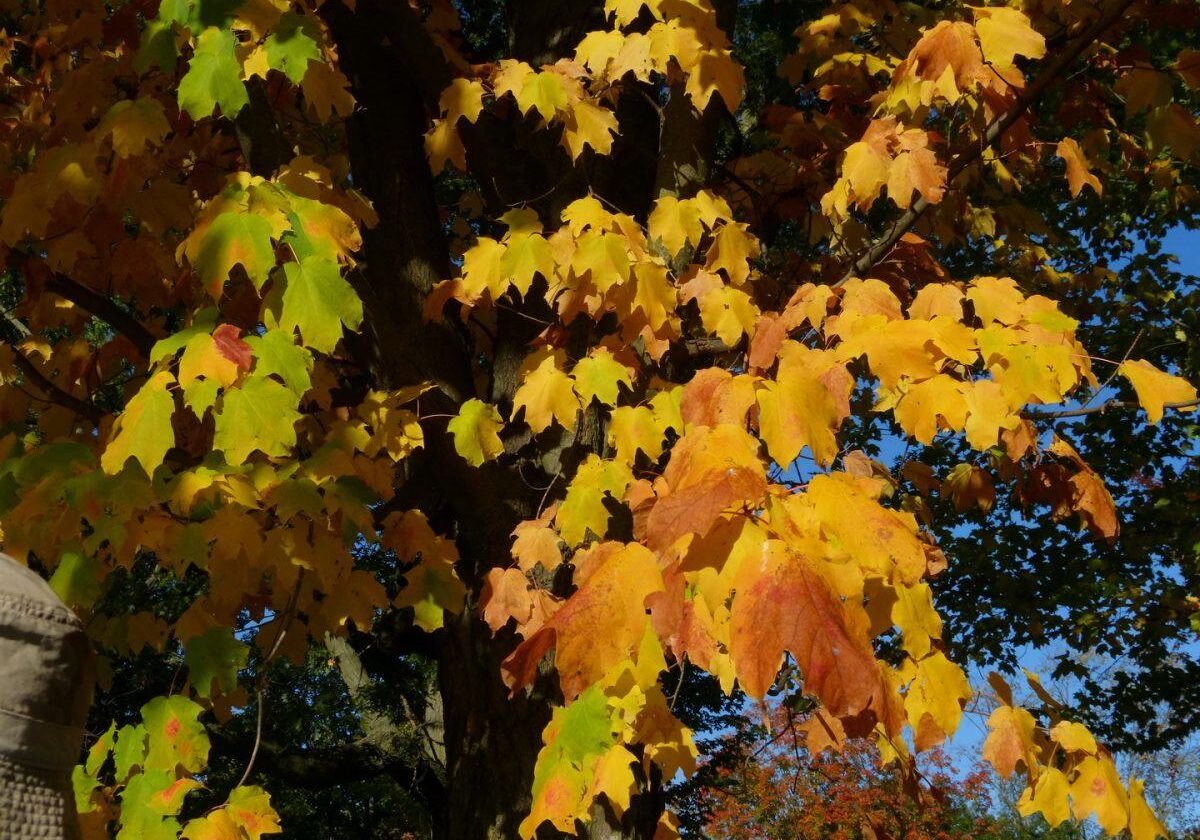 Black Maple is a less common variation (some consider it a full species) of the Sugar Maple in Ontario. Hybrids of Black and Sugar Maple can have characteristics similar to both parents. Black Maple leaves can be distinguished by the undersurfaces, which are downy, and the drooping nature of the deep green leaves. By contrast, Sugar Maple leaves are much flatter and hairless, and tend to be a brighter yellowish-green.