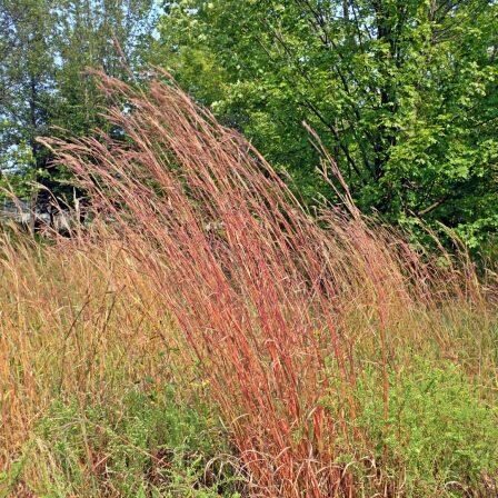 Big Bluestem. Photo: Karen Yukich