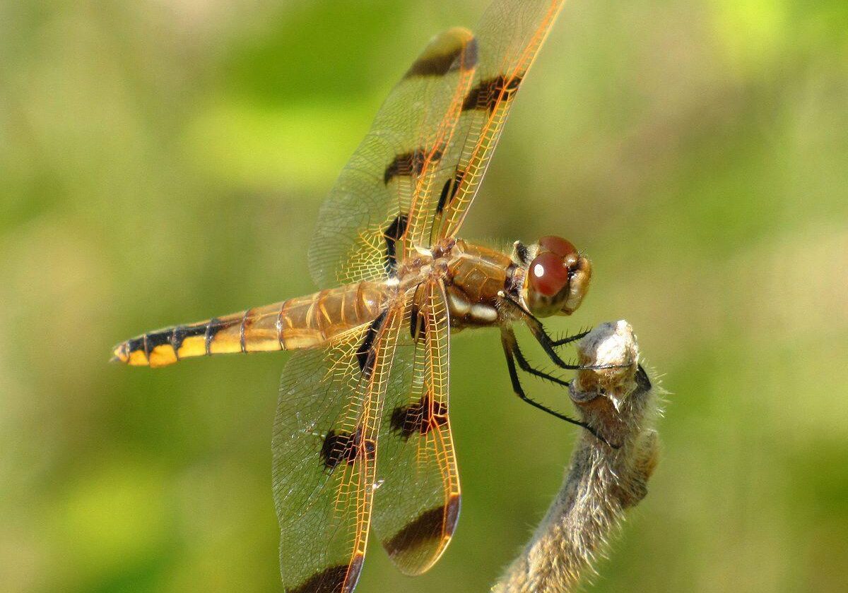 Painted Skimmer. Photo: Bob Yukich