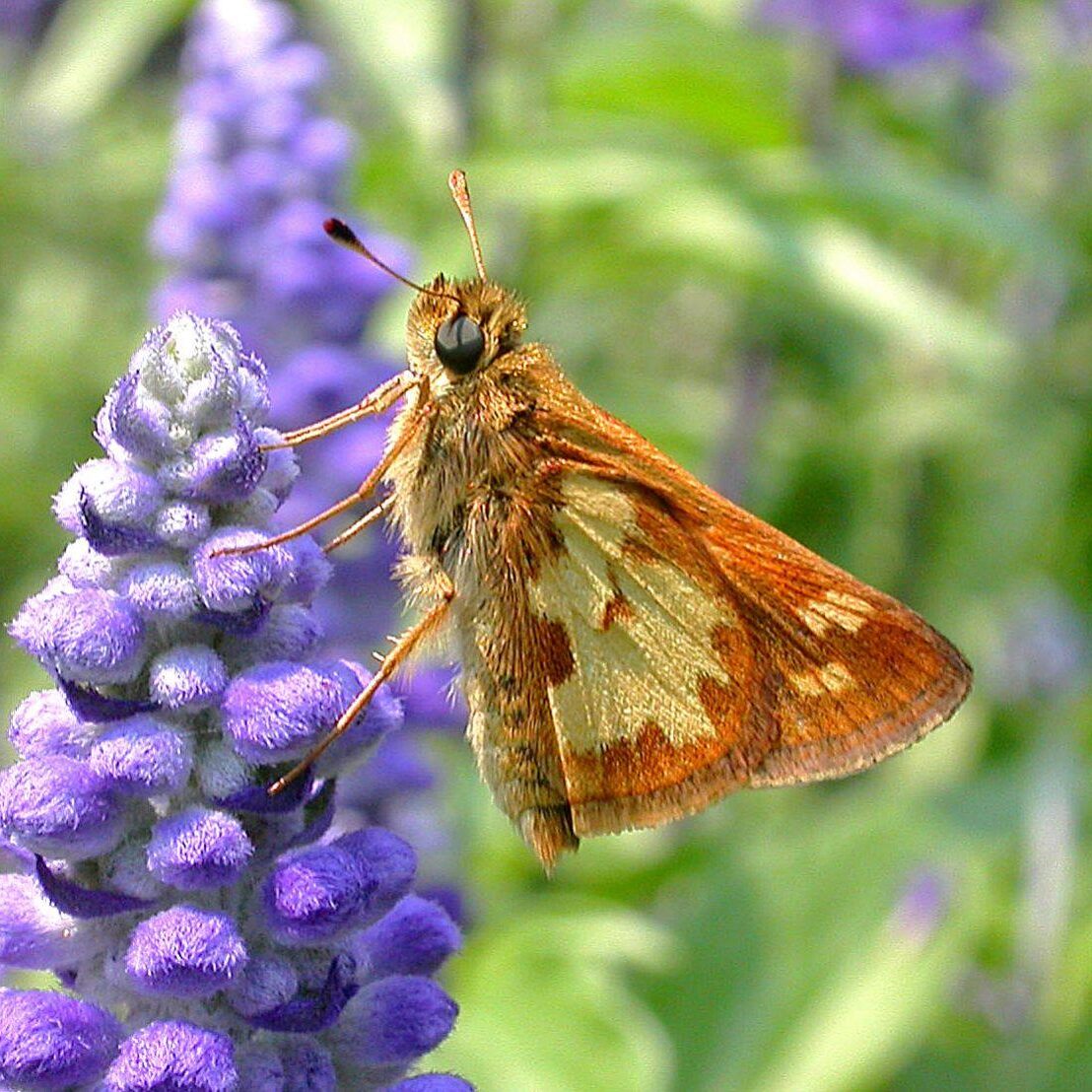 Peck's Skipper. Photo: Bob Yukich