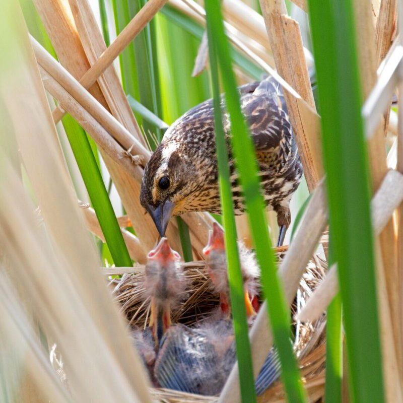 Red-winged Blackbird female at nest. Photo: Tony Pus