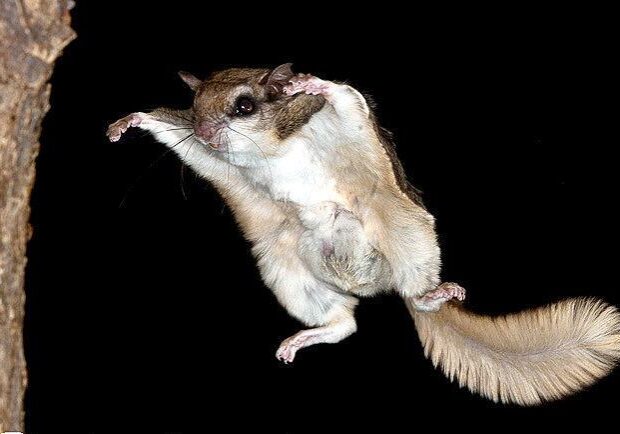 Southern Flying Squirrel. Photo: Stan Tiekela