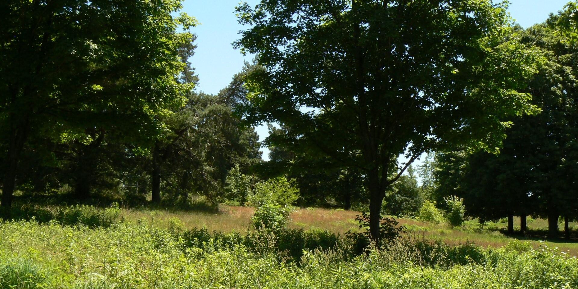 Oak savannah. Photo: Karen Yukich