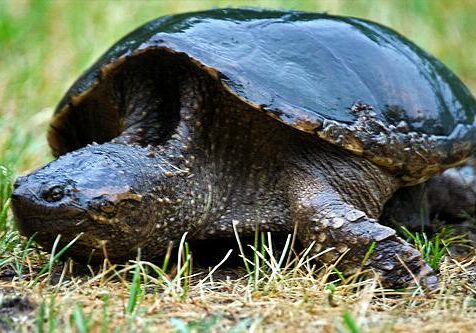 Common Snapping Turtle. Photo: Tony Pus