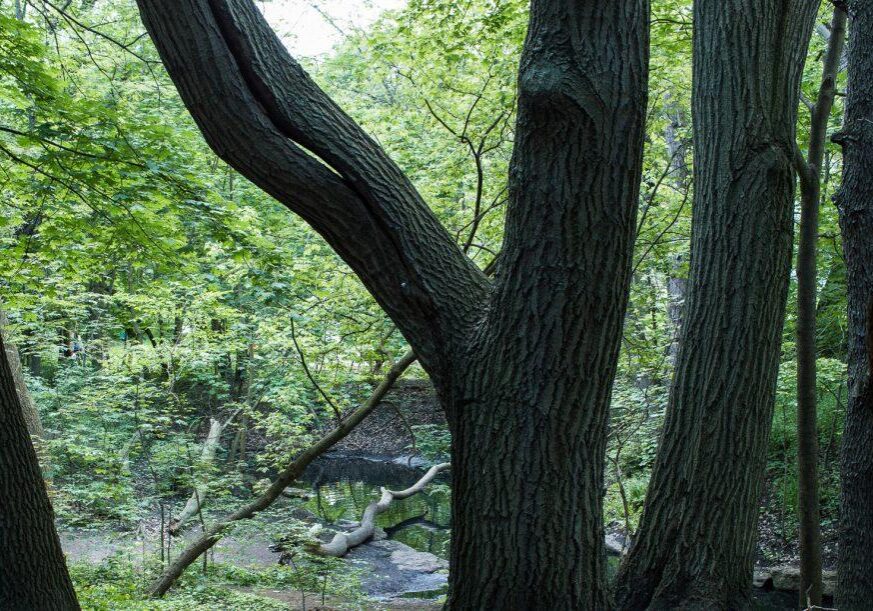 Tree trunks. Photo: Aaron Yukich