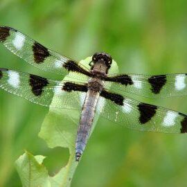 Twelve-spotted Skimmer male. Photo: Bob Yukich