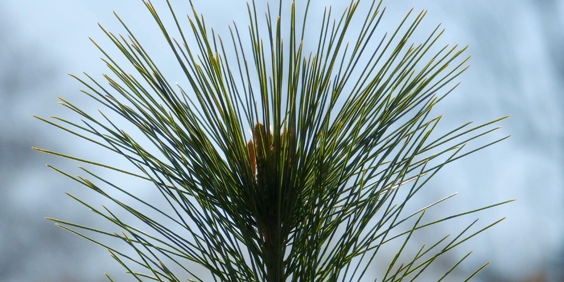 White Pine needles. Photo: Karen Yukich