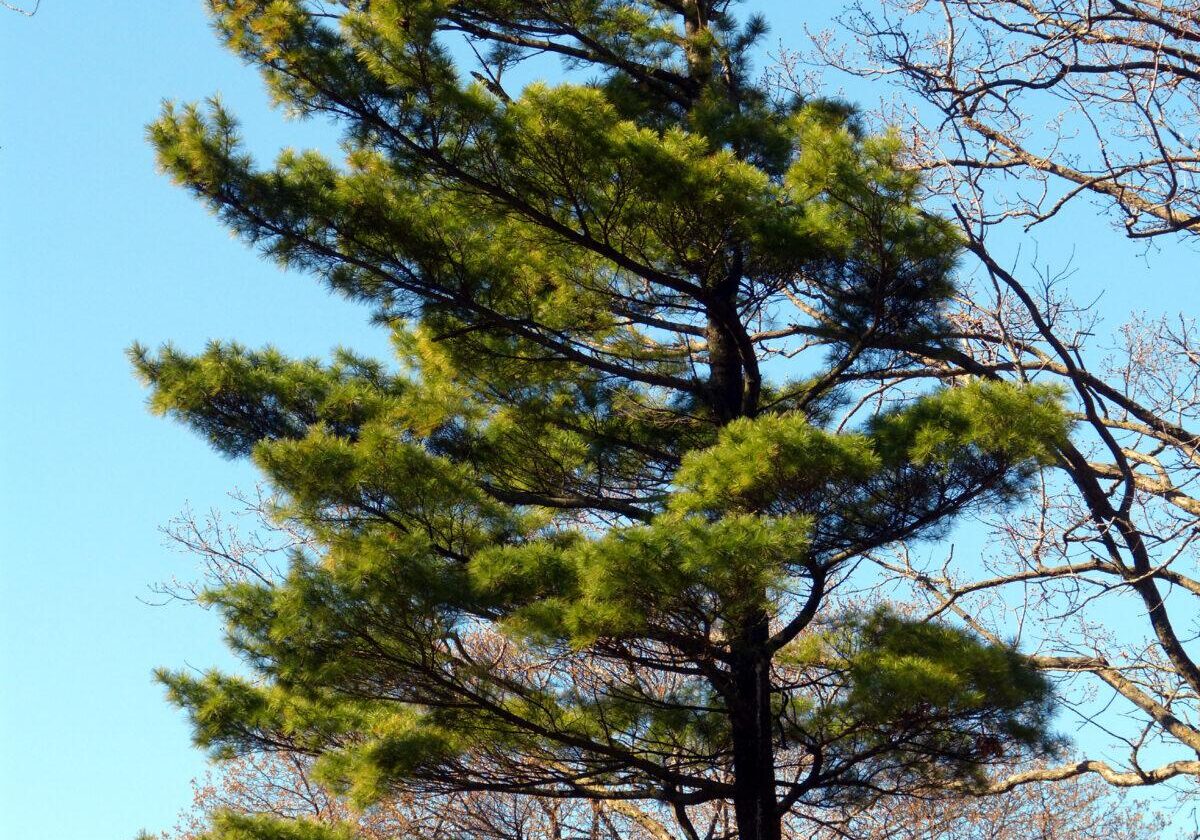 White Pine branches. Photo: Karen Yukich