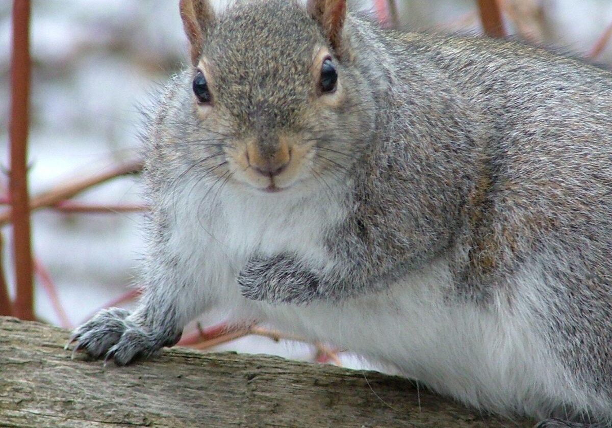 Eastern Grey Squirrel. Photo: Tony Pus