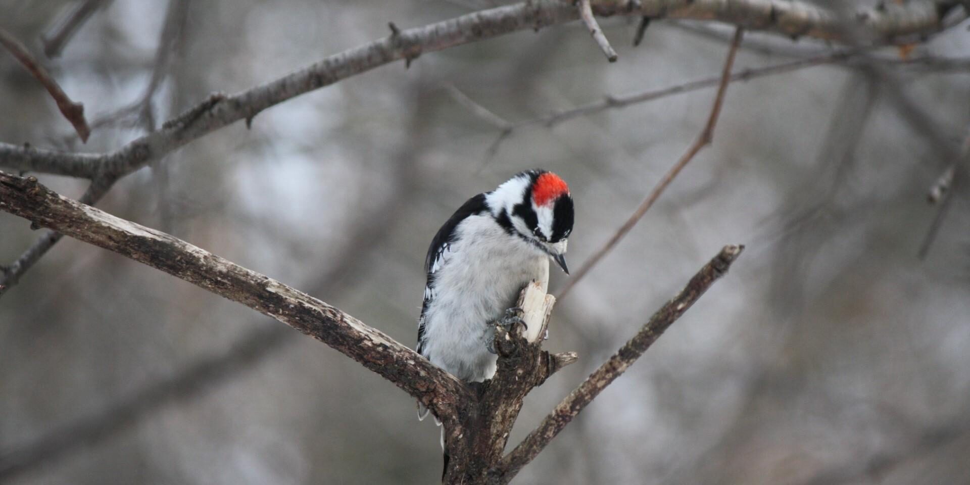 Downy Woodpecker. Photo: Mila Ark 