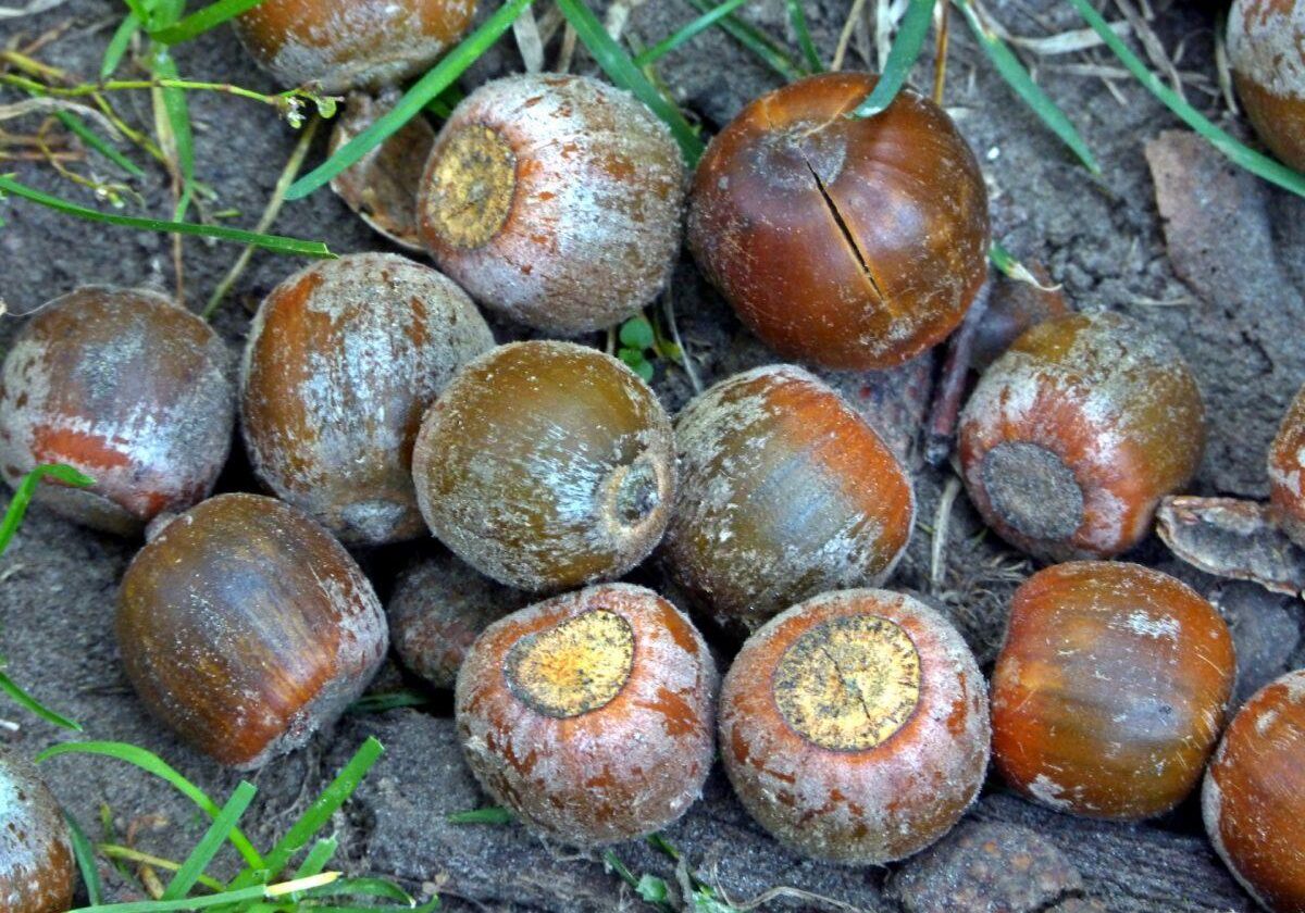 Acorns. Photo: Karen Yukich
