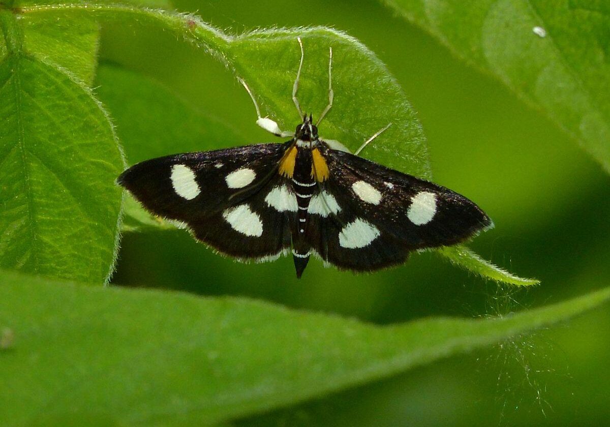 White-spotted Sable, Anania funebris. Photo: Karen Yukich