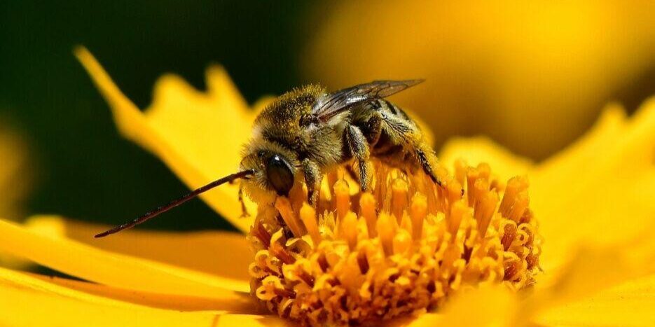 Bee on the flower. Photo: JM