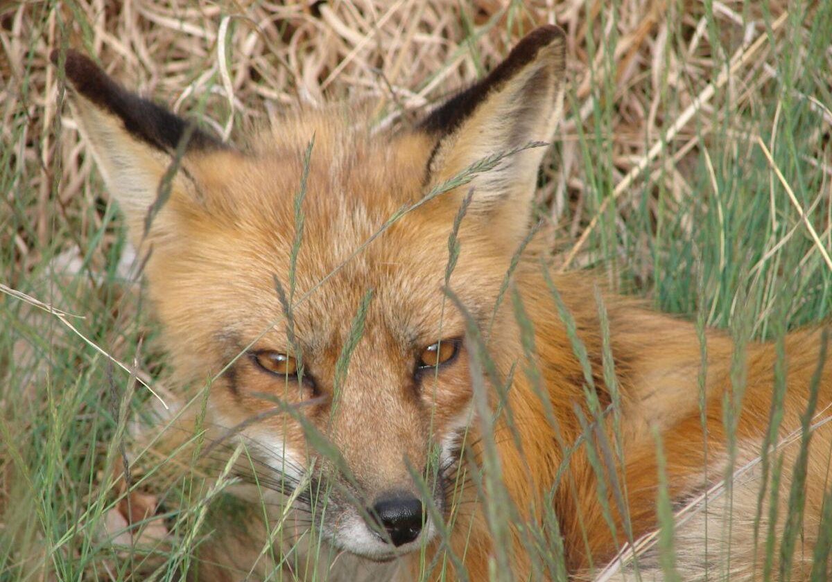 Red fox. Photo: Jon at Nature Centre