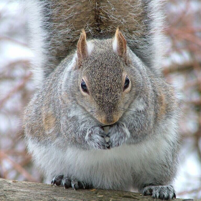 Eastern Grey Squirrel. Photo: Tony Pus