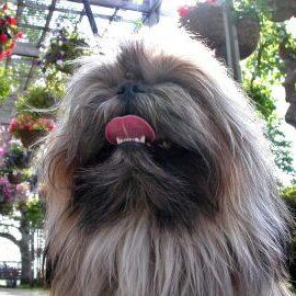 Dog in Hanging Garden. Peter Weis