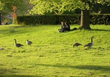 Canada Geese on turf grass. Photo: Peter Weis