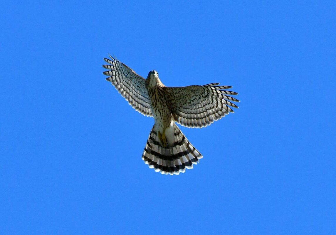 Cooper's Hawk. Photo: JM