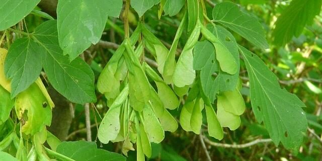 Manitoba Maple leaves and keys. Photo: Ken Sproule