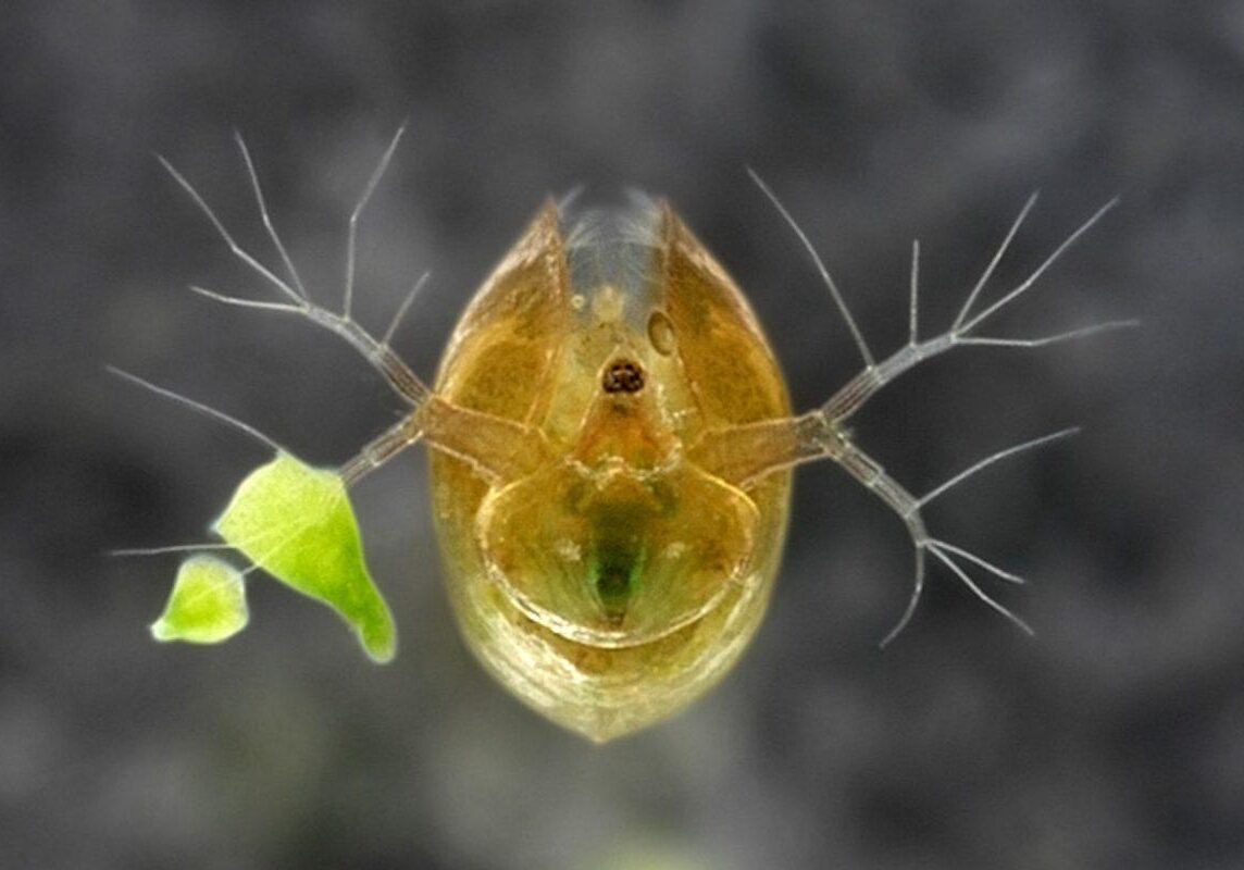 Daphnia zooplankton. Photo: Biodiversity Institute of Ontario