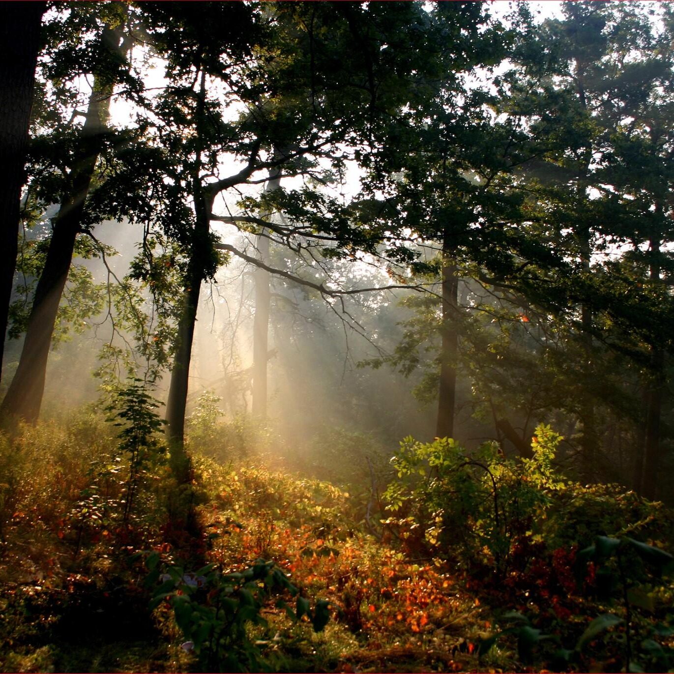 Sunlight in the Woods. Photo: David Allen