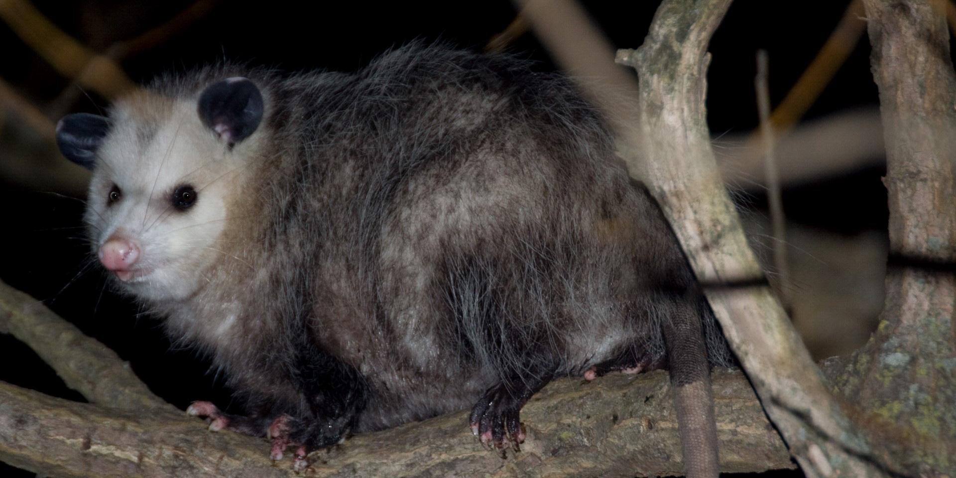 Opossum in tree. Photo: Tony Pus