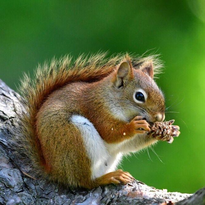 Red Squirrel. Photo: JM