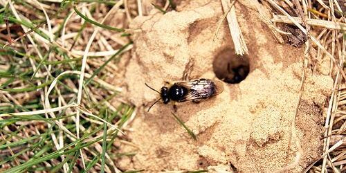 Sand bee hole, Colletes species. Photo: Rob Cruikshank