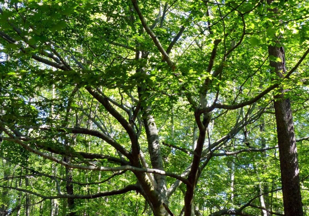 East Ravine, beech tree. Photo: Karen Yukich