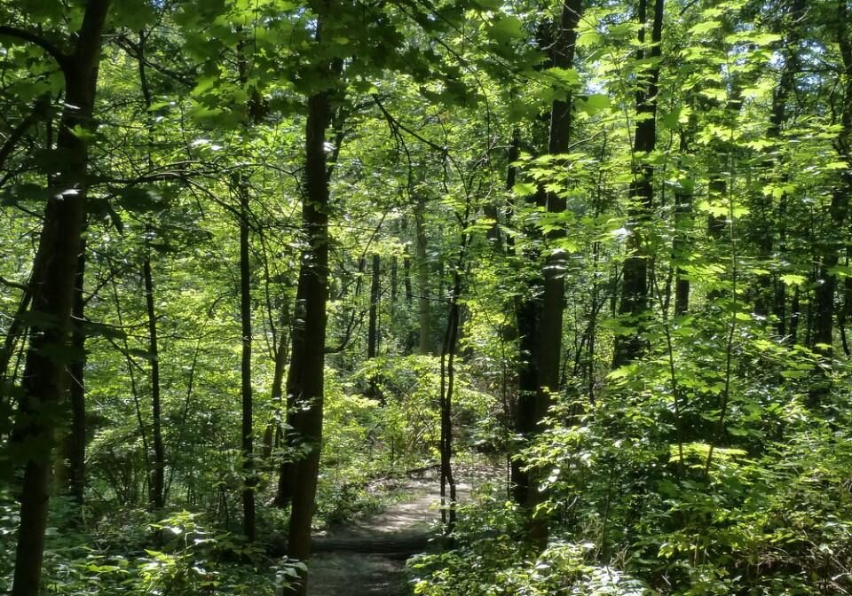 Eastern Ravine Trail. Photo: Karen Yukich