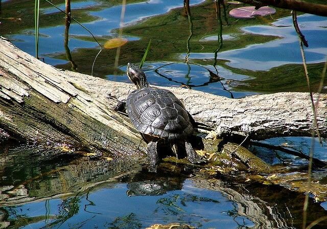 Red-eared Slider. Photo: Tony Pus
